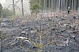 Požár podrostu lesa ve Štědrém 18.3.2012