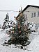 Rozsvícení vánočního stromu v Čížkově 8. 12. 2023