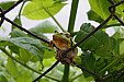 Rosnička zelená u rybníčka v Chyníně. Pavla Kovaříková nám zaslala další fotografie žabího prince, který v pořádku přečkal květnové mrazíky 21.5.2012.